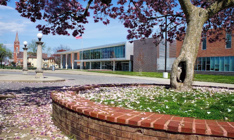 Magnolia trees at Central Middle School - Columbus, Indiana