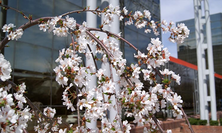 weeping cherry at AT&T Switching Station