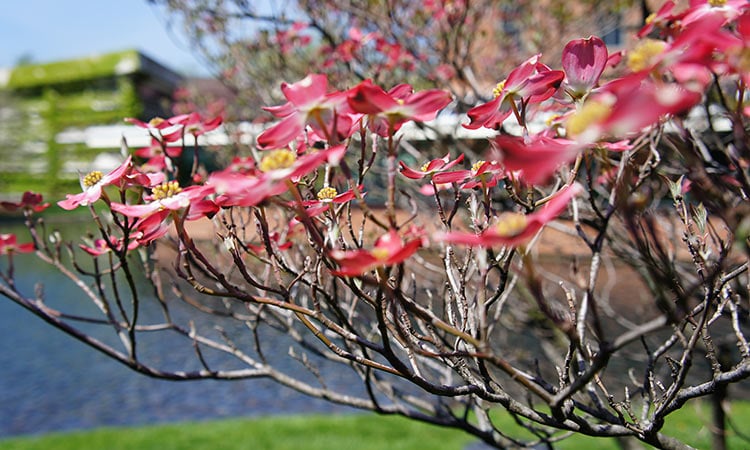 Magnolias at Cummins Headquarters, Columbus, Indiana