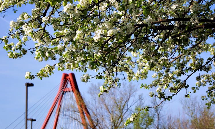 Stewart Bridge and aristocrat pears - Columbus, Indiana