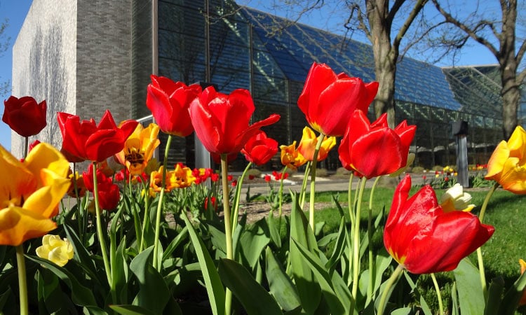 Tulips and Cummins Office Building - Columbus, Indiana