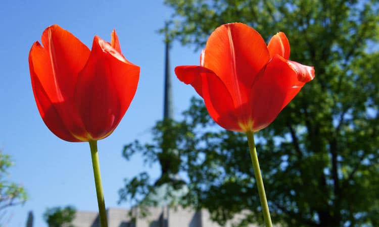 tulips and st. peters church - columbus, indiana