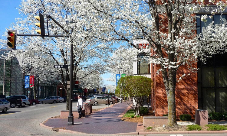Washington Street aristocrat pears - Columbus, Indiana